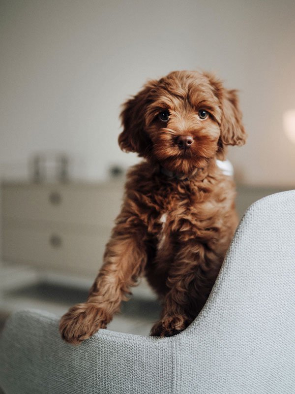 Coco